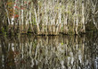 Trees growing the water of the everglades