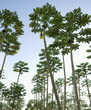Coconut trees growing in orchard