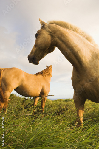 Photo: Wild horses standing in field Wild horses standing in field