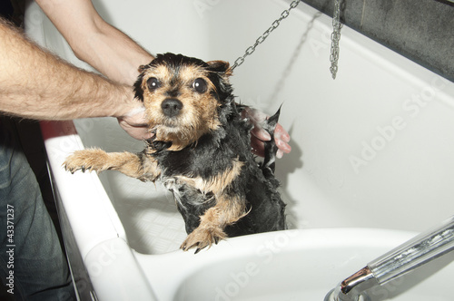 Photo: dog to washing dog to washing