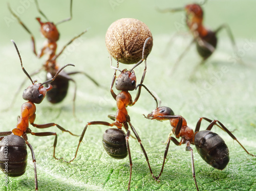 Photo: ants playing with ball of pepper seed ants playing with ball of pepper seed