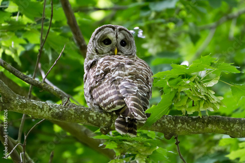 Photo: Barred Owl Barred Owl