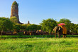 Elephant in Ayutthaya ruins