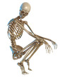 skeleton