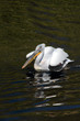 Pelican. Reflection.