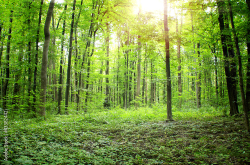 Photo: Forest Forest