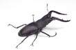 ノコギリクワガタ　‐Prosopocoilus inclinatus‐