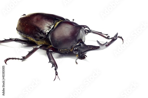 Photo: カブトムシ ‐Japanese rhinoceros beetle‐ カブトムシ ‐Japanese rhinoceros beetle‐