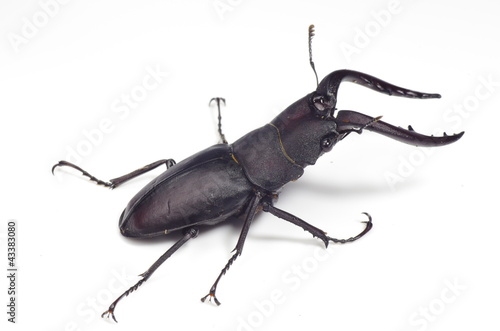 Photo: ノコギリクワガタ ‐Prosopocoilus inclinatus‐ ノコギリクワガタ ‐Prosopocoilus inclinatus‐