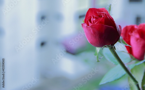 Foto: Red Rose Red Rose