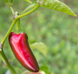 Chili Jalapeño