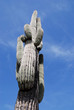 Foto: Saguaro 2 Saguaro 2