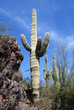 Foto: Saguaro Saguaro