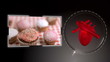 Videos of junk food