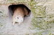 Präriehund in Höhle