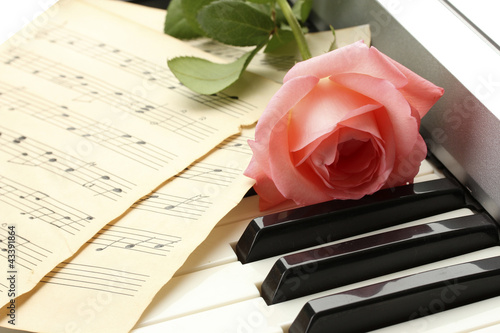 Photo: background of piano keyboard with rose background of piano keyboard with rose