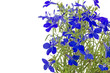 Männertreu (Lobelia erinus), Nahaufnahme