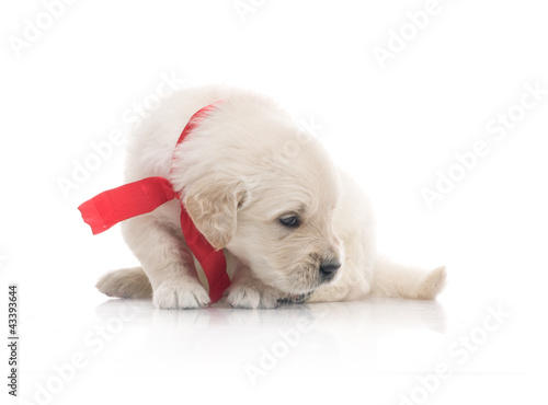 Photo: small cute golden retriever puppy, on white background small cute golden retriever puppy, on white background