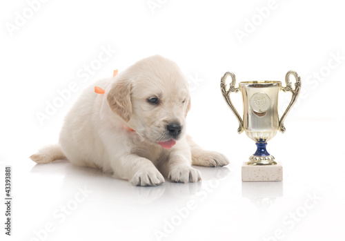 Photo: small cute golden retriever puppy, on white background small cute golden retriever puppy, on white background