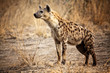 Photo: Spotted hyena Spotted hyena