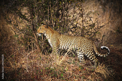 Photo: leopard portrait leopard portrait