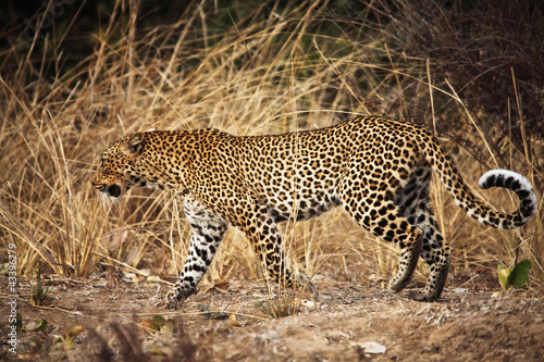 Photo: leopard portrait leopard portrait