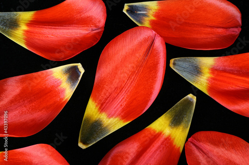 Foto: Tulip Petals Tulip Petals