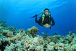 Photo: Scuba Diver explores a coral reef in the Red Sea Scuba Diver explores a coral reef in the Red Sea