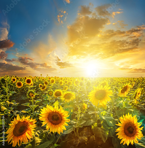 Photo: Summer landscape: beauty sunset over sunflowers field Summer landscape: beauty sunset over sunflowers field