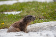 Marmotta