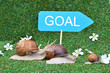 Three snails rushing to the goal