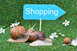 Three snails rushing to the shopping