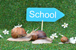 Three snails rushing to school