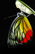 Monarch Butterfly, Milkweed Mania, baby born in the nature.