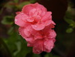 Géranium rose