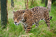 Stunning jaguar Panthera Onca prowling through long grass