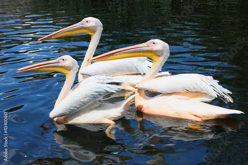 Photo: Pelicans Pelicans