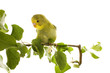 budgerigar