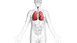A body which is transparent apart from the lungs.