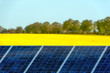 Solarmodule in einem Rapsfeld