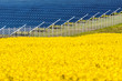 Solarmodule in einem Rapsfeld