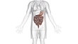 A body which is transparent apart from the digestive system.