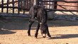 Baby donkey on the farm