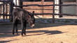 Black baby on the farm outdoor