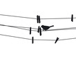 Bird sits on a rope next to the clothespins. Vector illustration