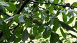 Video: Walnuts on a tree Walnuts on a tree