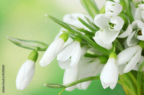 Photo: beautiful snowdrops on green background beautiful snowdrops on green background