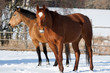 Herd of horses