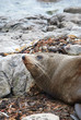 Sea lion detail