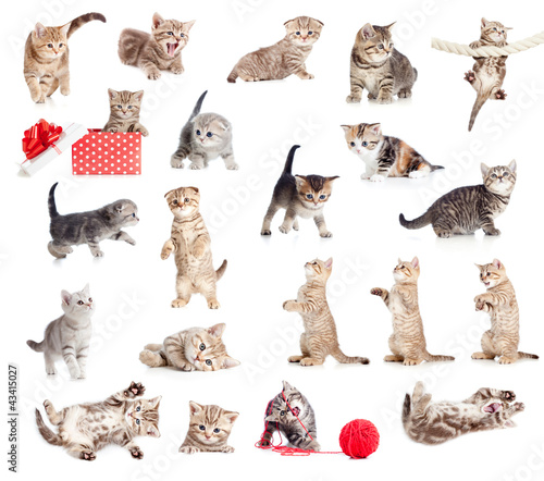 Foto: British baby cats collection isolated on white British baby cats collection isolated on white